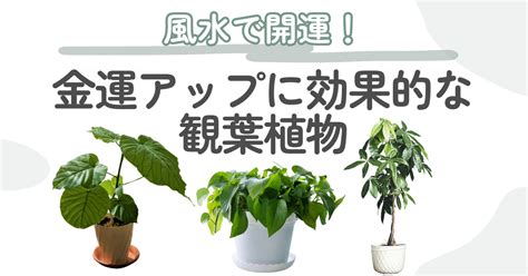 風水 植物|風水で良いおすすめ観葉植物20選！運気アップできる。